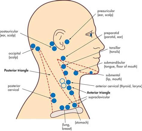 With the exception of the central nervous system (cns), lymph nodes may be found in every area of the body. Nasopharyngeal cancer causes, symptoms, diagnosis ...
