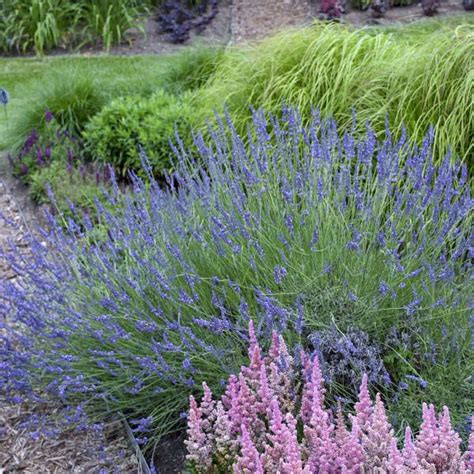Powerfully Fragrant Spikes Of Lavender Flowers Compact Shrub Like