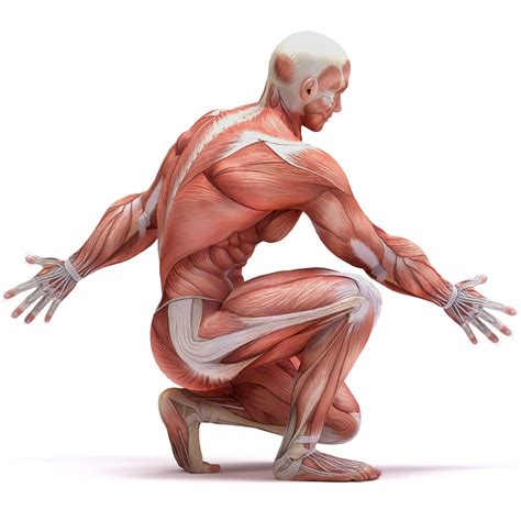 Human Body: Muscular System Review | Carolina.com