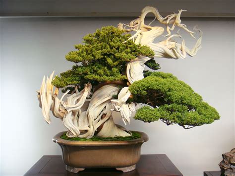 15 Of The Most Beautiful Bonsai Trees Ever