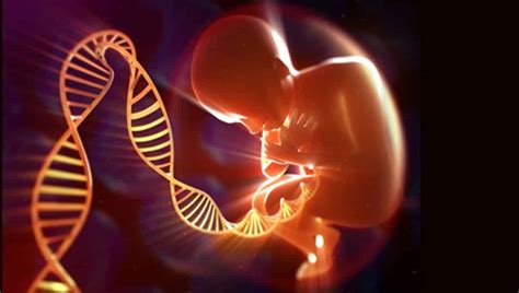Genes Dominantes E Recessivos A Hereditariedade Cromossomos X E Y