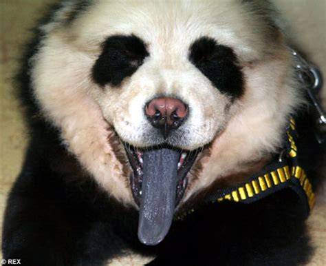 Panda Dog A New Hybrid Species Or A Cruel Joke Pethelpful