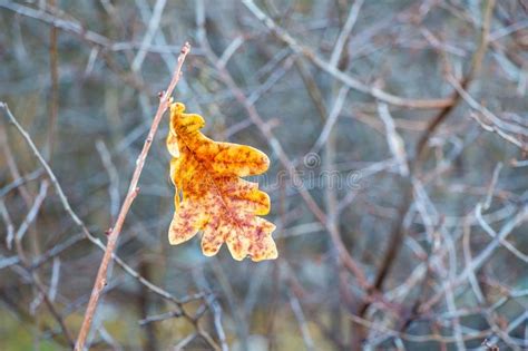 Lone Oak Leaf On A Blurred Background In Warm Autumn Colors Autumn