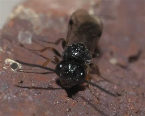 Small Black Wasp Helorus Anomalipes Bugguidenet