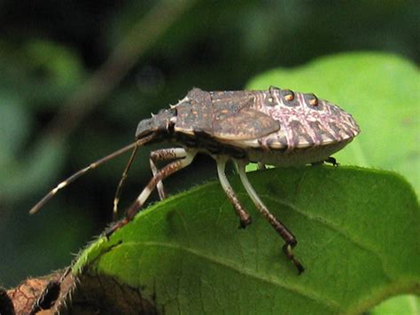 Brown Marmorated Stink Bug Halyomorpha Halys Bugguidenet