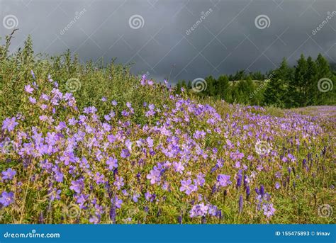 Flowers Geranium Meadow Mountains Slope Cloudy Stock Image Image Of