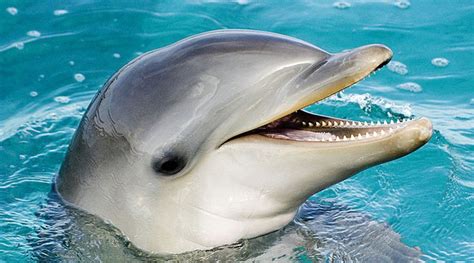 In Wake Of Dolphin Attacks In Japan Why Can Some Dolphins Become