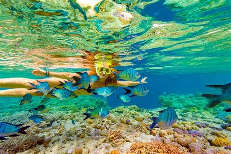 Great Barrier Reef Airlie Beach Tourism