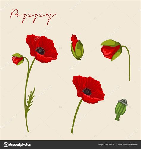 Paper Party And Kids Clip Art And Image Files Poppy Digital Download