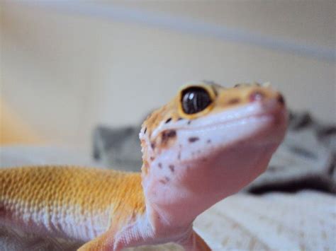 They do require some necessary equipment, tender loving care my brother has a lizard and until now this pet makes me shiver, however reptiles are fun to have around the house and very easy to care of! How to Take Care of Your New Leopard Gecko: 6 Steps ...