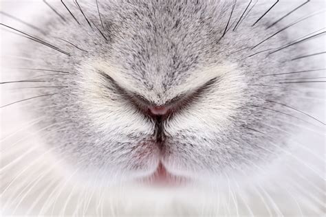 Who Nose 21 Close Up Photos From Across The Animal Kingdom The