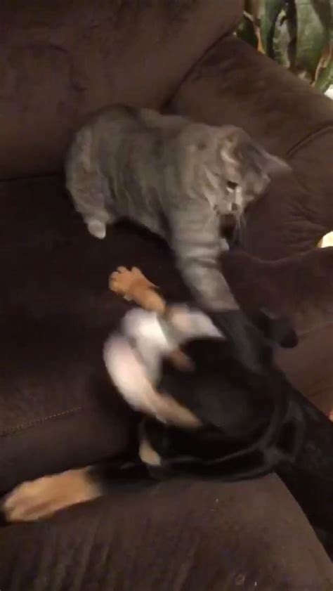Annoyed Cat Slaps Dog Repeatedly Jukin Licensing