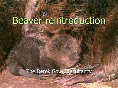 Ppt Beaver Reintroduction Powerpoint Presentation Free Download Id