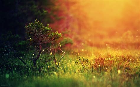 Landscape Depth Of Field Grass Blurred Nature Trees Colorful Simple Background Wallpapers
