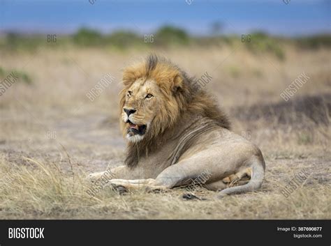 Male Lion Lying Down Image And Photo Free Trial Bigstock