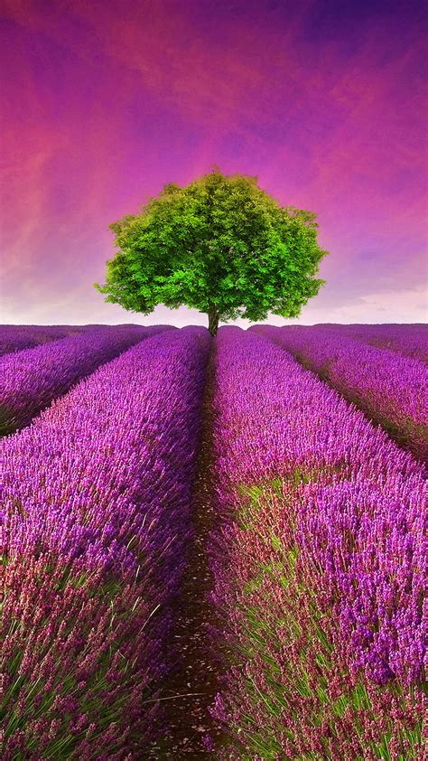 1080p Free Download Lavender Field Field Flowers France Landscape