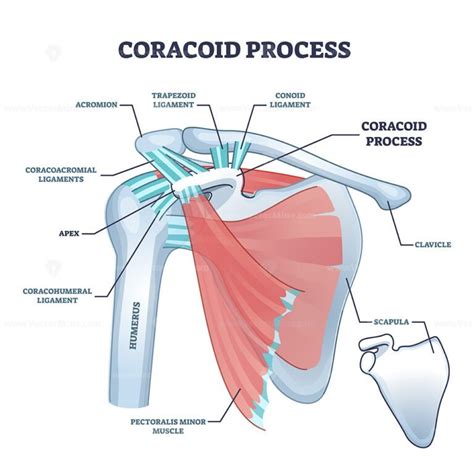 Coracoid Process With Anatomical Osseous Skeletal Structure Outline