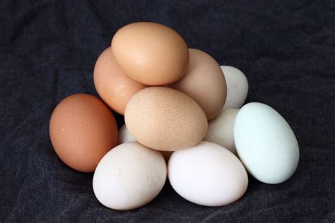 Types Of Eggs | HubPages