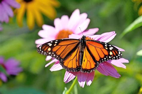 3 Butterflies That Look Like Monarchs Birds And Blooms