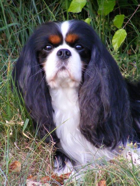 It is the fourth most expensive breed in the ds version. Cavalier King Charles Spaniel black tri | Cavalier king ...