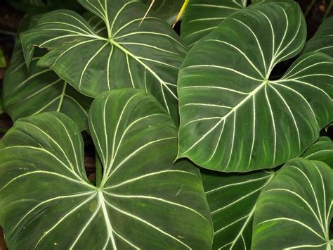 13 Big Leaf Houseplants That Make A Statement