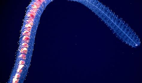 Siphonophores Could Be The Longest Animals In The World Ocean Conservancy