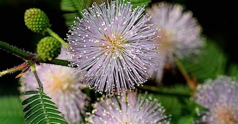 Buy Sensitive Plant Mimosa Pudica 50 Seeds Online Seeds