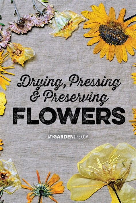 How to air dry flowers. Do it yourself! 3 ways to preserve your own flowers ...