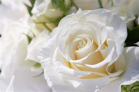 10 Types Of Pure White Roses