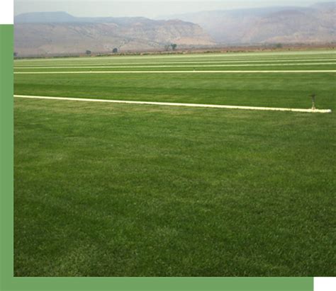 American Oasis Turf Type Tall Fescue Drought Tolerant Sod