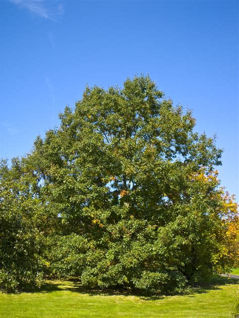 Black Oak A Top 100 Common Tree In North America