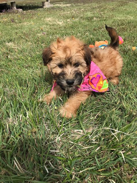 Poodle puppies for sale, we carry variety breed from toy to large breeds here. Puppies for sale - Whoodle, WHOODLE - ##f_category## in ...