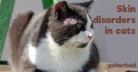 Common Skin Disorders In Cats Pet On Bed
