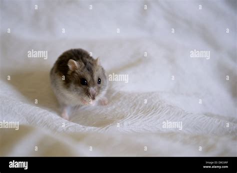 A Male Russian Dwarf Hamster Stock Photo Alamy
