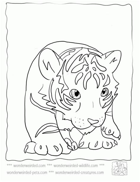 Tiger Cub Baby Tiger Coloring Pages Clip Art Library