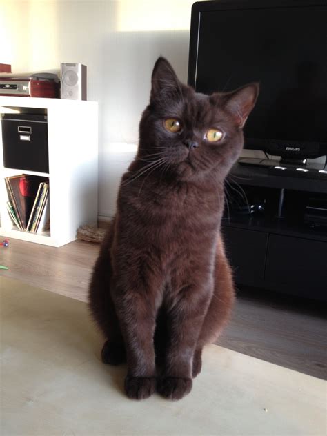 All of this information will help you choose the right british longhair cat breeder when you're looking to adopt a british longhair kitten or cat. British Shorthair Kittens For Adoption Near Me