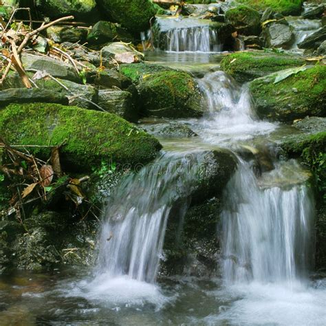 Fresh Forest Scene Stock Image Image Of Jungle Stream 3587193