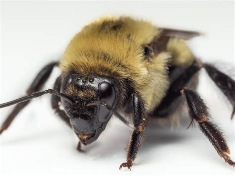 Bee Spotlight Brown Belted Bumblebee — Bee And Bloom