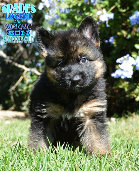 5 boys and 4 girls puppies 2 months old german shepherds with 2 shots already. All Black German Shepherd Puppies For Sale In California