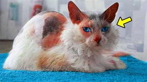 Newly Adopted Kitten Starts Changing Rapidly, Then Her Family Uncovers