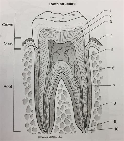 Tooth Structure Diagram Quizlet