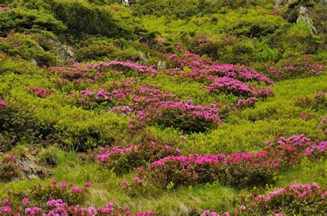 Pink Mountain Rhododendron Flowers Stock Image Image Of Light