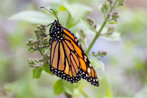 Monarch Butterfly On Lilac