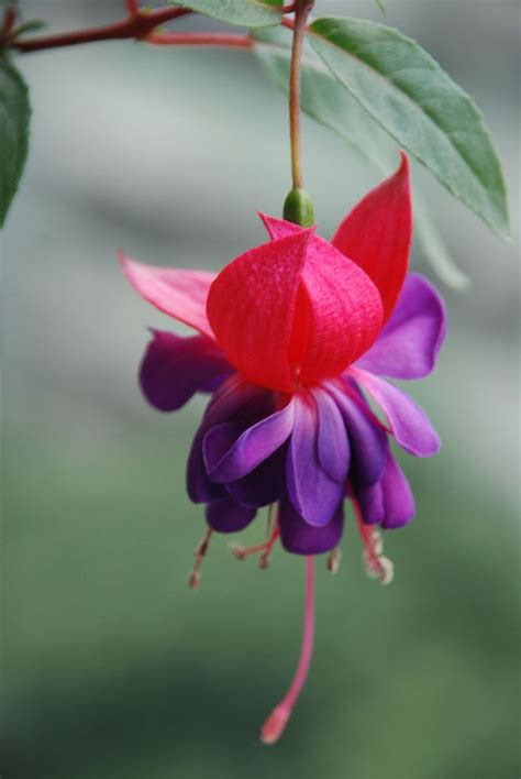 Loss Promotion Purple Double Petals Fuchsia Seeds Potted Flower Seeds