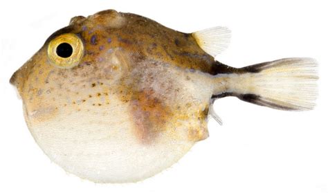 Puffer Fish Bahamas Reef Fish 19 Rolling Harbour Abaco