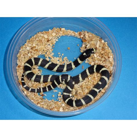 Black And White California King Snake Banded Baby Strictly Reptiles