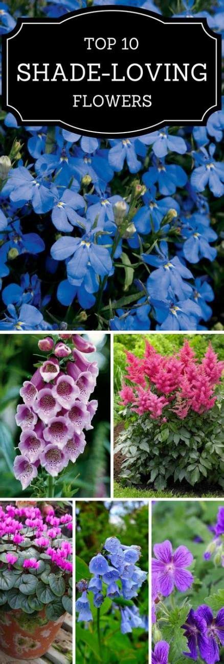 Free shipping for many items! 19 ideas for plants shade beautiful | Shade loving flowers ...