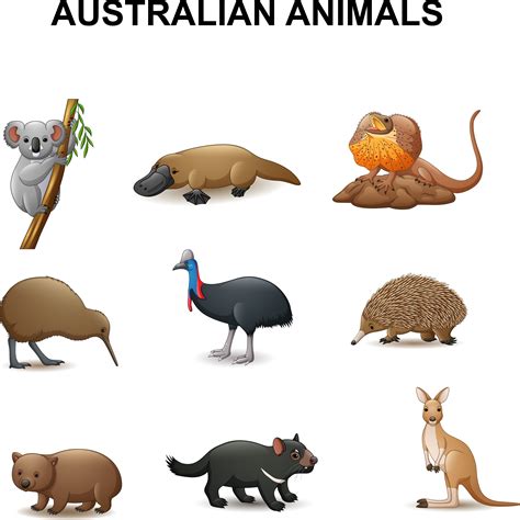 Australian Animals Collection By Tigatelu Thehungryjpeg