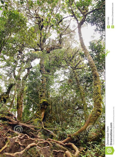 Lianas Winding Through The Rainforest Stock Image Image Of Bark