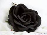 Black Rose Flower Images Pictures